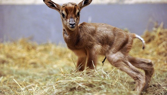 Columbus Zoo Welcomes 3 Endangered Dama Gazelle Calves —Africa