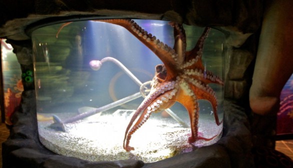 Rare Appearance: Giant Pacific Octopus Swims in Tide Pools in Northwestern Oregon