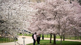 Washington, DC. 	Early Bloom of Cherry Blossoms in Washington D.C Possible During Winter Season