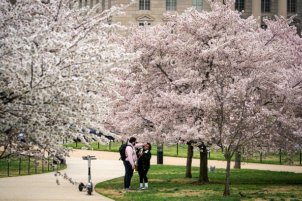 Washington, DC. 	Early Bloom of Cherry Blossoms in Washington D.C Possible During Winter Season