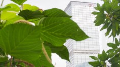 green leaf plant with green plant