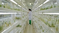 Seed Banks Important to Save Plants, Flora from Global Heating, Research Shows