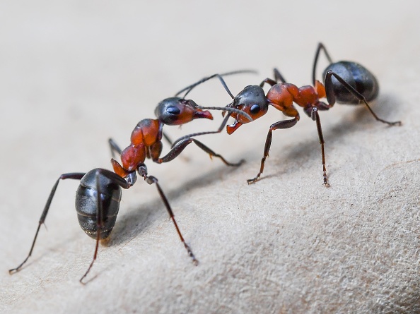 How Ants Help Healthy Forest Regeneration Mutual Seed Dispersal   How Ants Help Healthy Forest Regeneration In New York City 