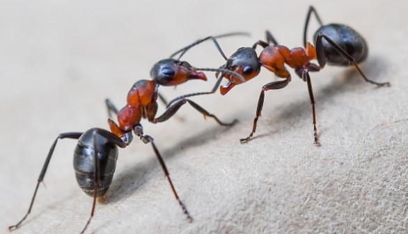 How Ants Help Healthy Forest Regeneration in New York City