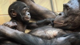Devastating Malaria Affects Endangered Bonobos, Study Warns