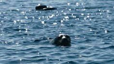 Saimaa in Puumala, Finland, on June 8, 2021.How Labyrinthine Shape in Lake Saimaa Helps Save Endangered Saimaa Ringed Seal From Population Decline 
