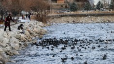 Feeding Bread to Ducks can Result in Big Problems