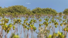 EGYPT-ENVIRONMENT-NATURE-CLIMATE-CONSERVATION-MANGROVE