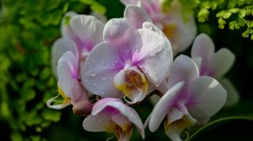 US-LIFESTYLE-HORTICULTURE-ORCHIDS