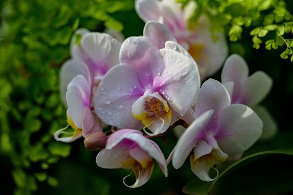 US-LIFESTYLE-HORTICULTURE-ORCHIDS