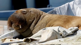 Female walrus nicknamed Freya in Frognerkilen, Oslo Fjord, Norway, on July 19, 2022. Recent reports showed that the famous walrus 'Thor' was spotted arriving in Iceland after visiting parts of the United Kingdom and New England. 