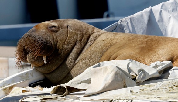 Female walrus nicknamed Freya in Frognerkilen, Oslo Fjord, Norway, on July 19, 2022. Recent reports showed that the famous walrus 'Thor' was spotted arriving in Iceland after visiting parts of the United Kingdom and New England. 