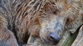 Siberian Permafrost Preserves 3500-Year-Old Etherican Brown Bear Until Found By Herders 