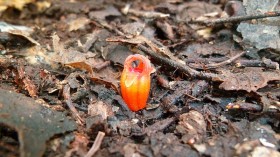 Fairy Lantern That Eats Fungi Rediscovered 30 Years After Extinction in Japan