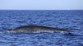 A blue whale is spotted in the waters of