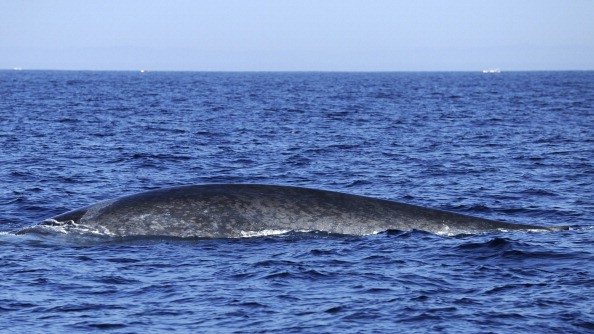 A blue whale is spotted in the waters of