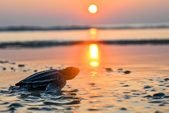 TOPSHOT-INDONESIA-CONSERVATION-TURTLE