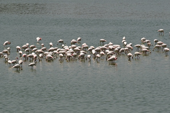 Flamingos 'Form Cliques' With Other Birds With Similar Personality