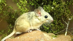 desert woodrat