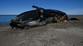 New Jersey Whale Deaths