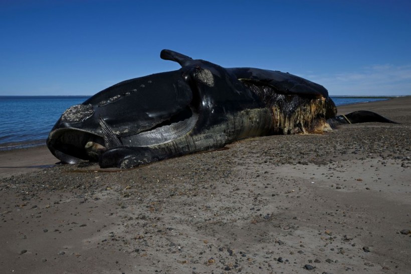 New Jersey Whale Deaths