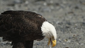 Bald Eagle Dies After Suffering Severe Anemia, Lethargy From Ingesting Rat Poison in Massachusetts