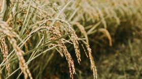 brown wheat in close up photo