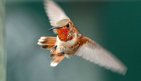 New Hummingbird Species with Golden Collar Discovered in Peru