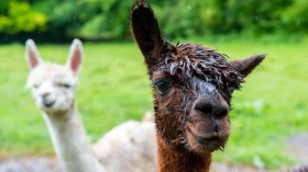 Antibodies from Alpacas Could Help Farmers Protect Crops, Study Shows