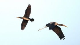 INDIA-ENVIRONMENT-BIRDS