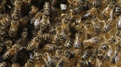 Bees in hive. New research aimed to introduce robotic bees to optimize egg laying for the queen, which could lead to healthy colonies and the environment.