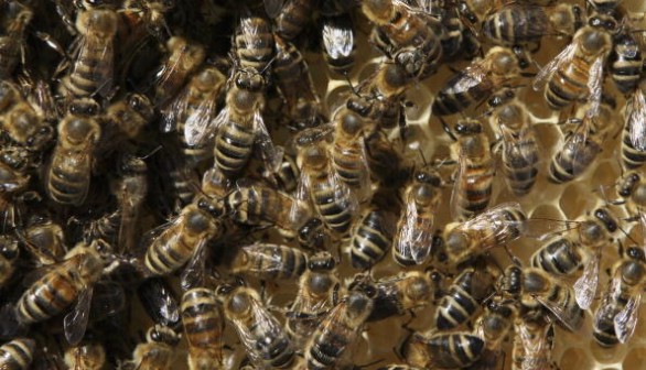 Bees in hive. New research aimed to introduce robotic bees to optimize egg laying for the queen, which could lead to healthy colonies and the environment.