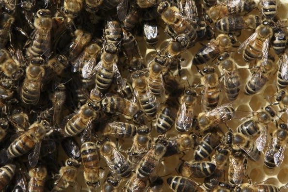 Bees in hive. New research aimed to introduce robotic bees to optimize egg laying for the queen, which could lead to healthy colonies and the environment.
