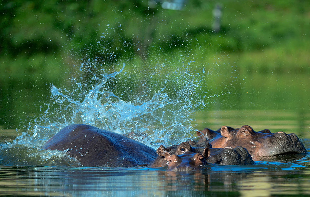 70 Hippos Travels to Mexico, India as Booming Population Threatens Ecosystem in Columbia