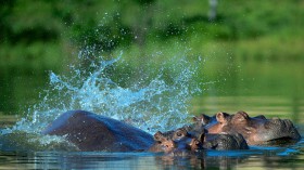 70 Hippos Travels to Mexico, India as Booming Population Threatens Ecosystem in Columbia