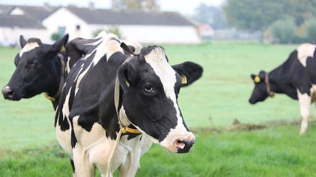 By Adding a Substance to Animal Slurries, Methane Emissions Can Be Decreased by 99%