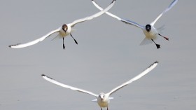 KUWAIT-NATURE-BIRDS