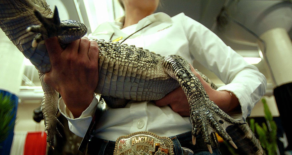 Texas Woman Faces 00 Fine for Raising Alligator as Pet for 20 Years at Home