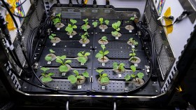 Japan Takes Cress Seeds Aboard ISS for Mutant Crop Yields