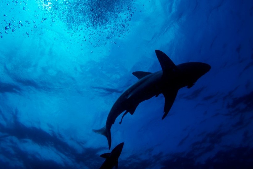 Missing Argentinian Man Found Inside Shark's Belly