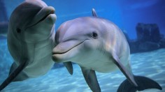 FRANCE-ANIMALS-DOLPHIN