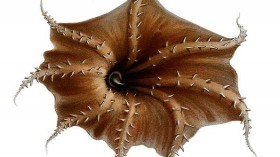 Vampire Squid From Depths of South China Sea Could Be New Species, Experts Say