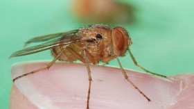 Female Ormia ochracea 