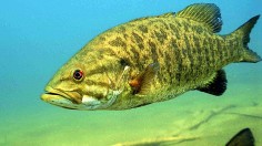 Low Water Levels in Colorado River Boost Population of Invasive Fish