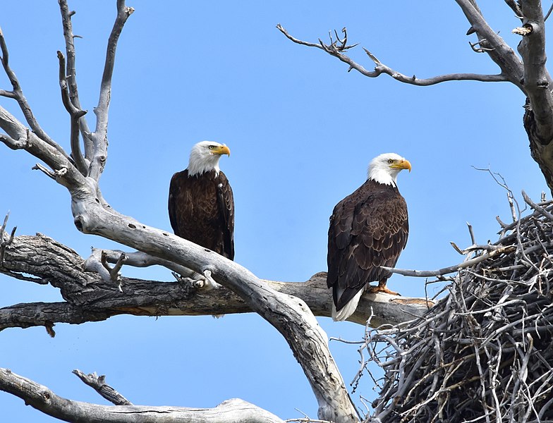 Bald Eagle Couple in California Abandons Nest After Eggs Won't Hatch