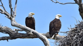 Bald Eagle Couple in California Abandons Nest After Eggs Won't Hatch