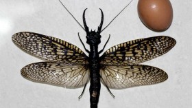 dobsonfly