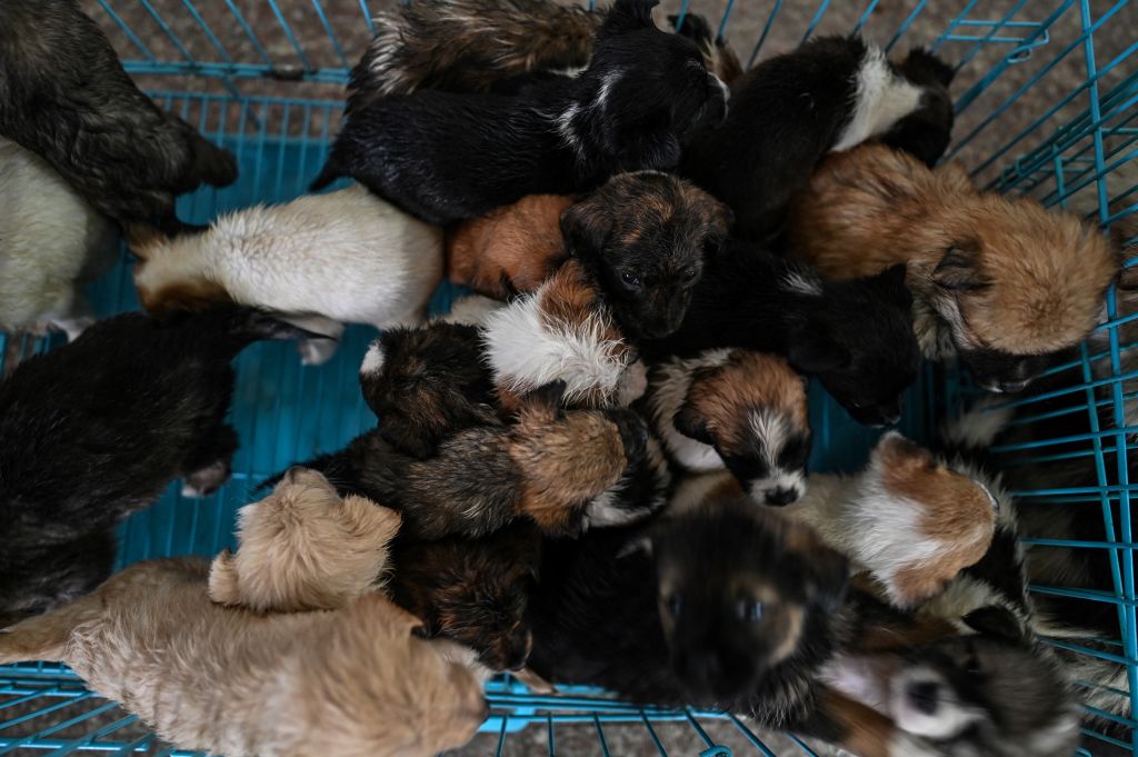 Over 1,000 Starving Dogs Found Dying Inside Man's Home in South Korea