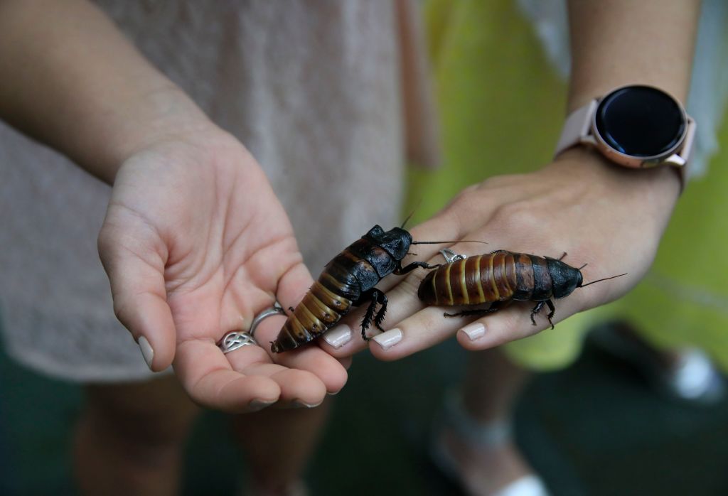 Pokemon Cockroach: New Species of Cockroach Found in Singapore Added to Real-Life Pokedex