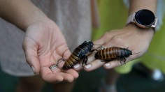 Pokemon Cockroach: Delicate New Species Found in Singapore Added to Real-Life Pokedex